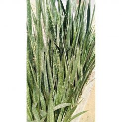2562. Sanseveria Austrian Black Sport 10 Pcs