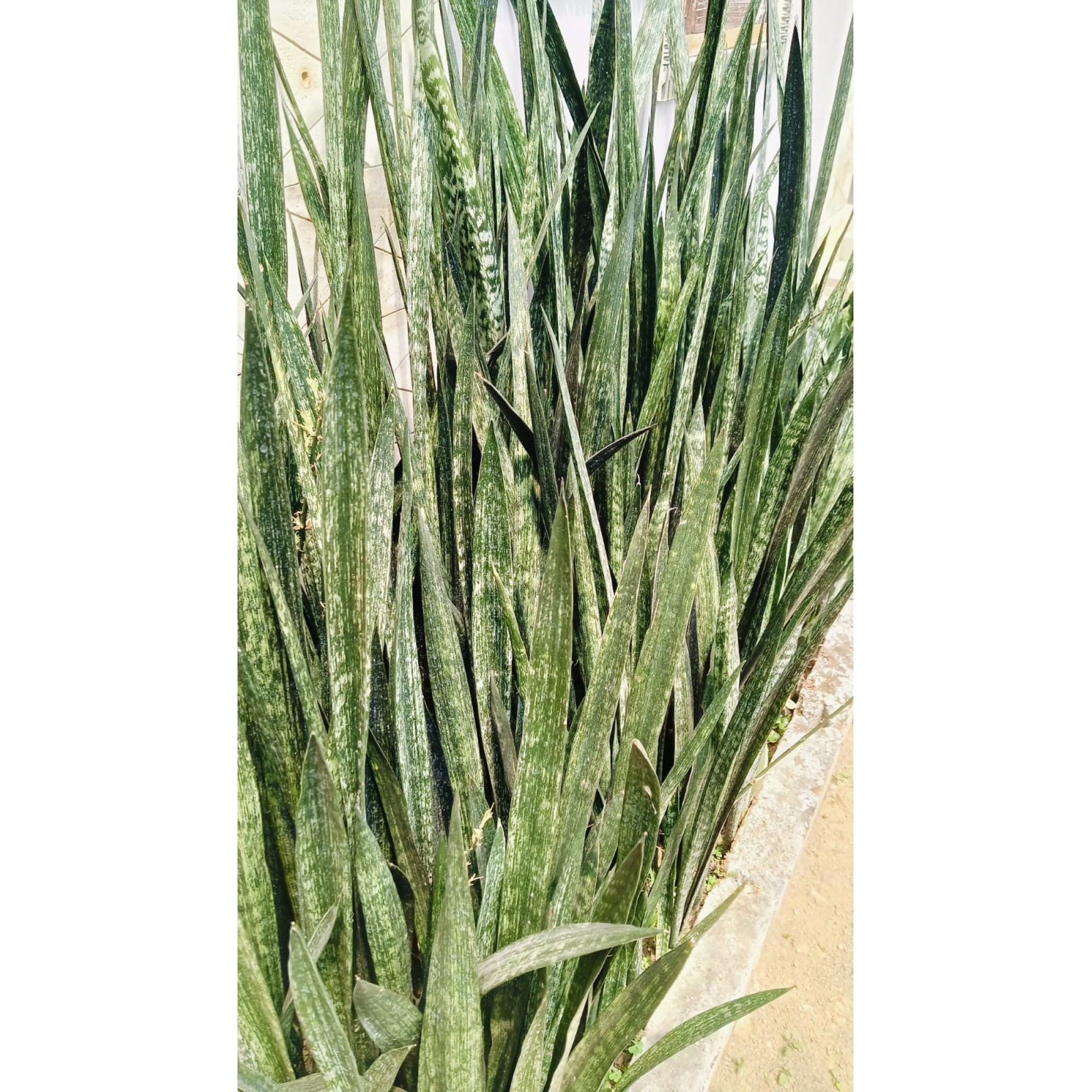2562. Sanseveria Austrian Black Sport 10 Pcs