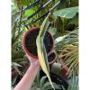 2596. Sanseveria Banana Sektoral Varigated