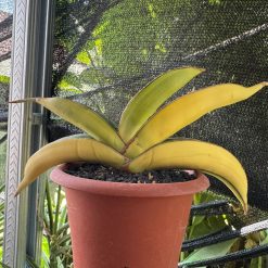 2596. Sanseveria Banana Sektoral Varigated - Image 3