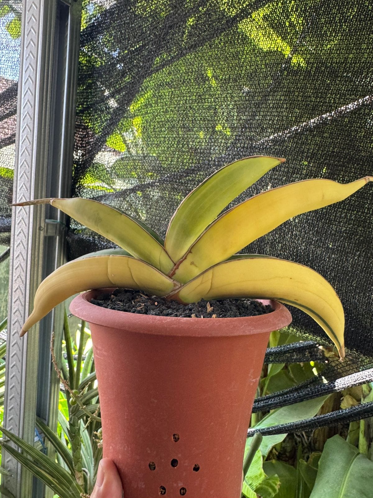 2596. Sanseveria Banana Sektoral Varigated - Image 3