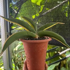 2596. Sanseveria Banana Sektoral Varigated - Image 2