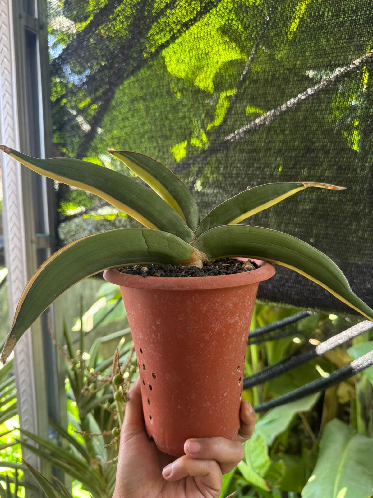 2596. Sanseveria Banana Sektoral Varigated - Image 2