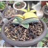2595. Sanseveria Banana Varigated