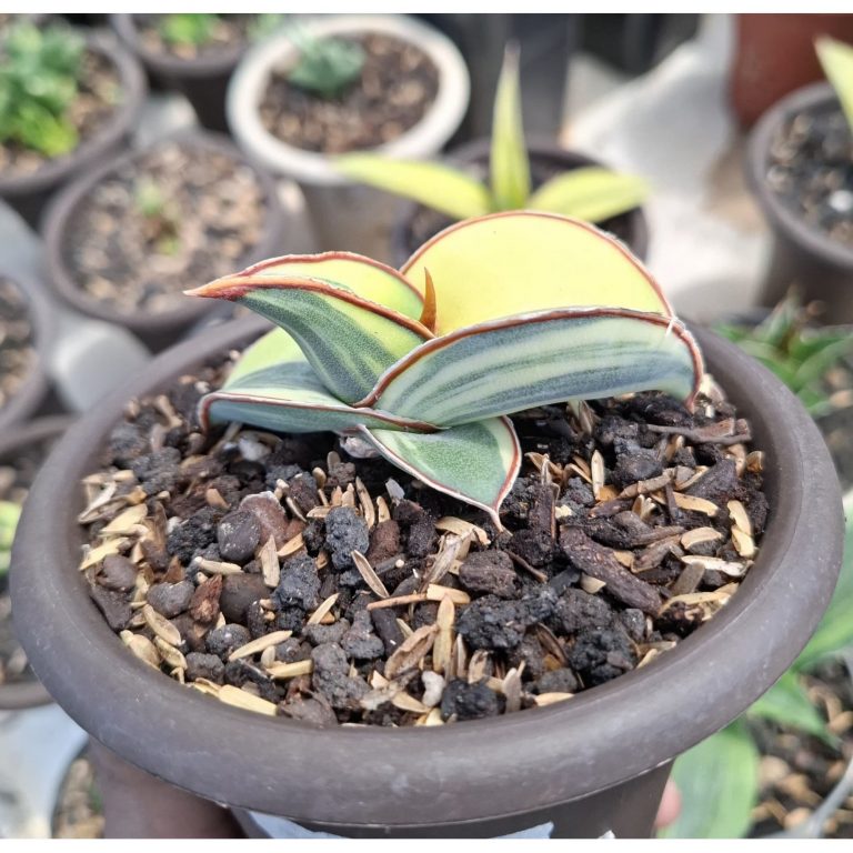2595. Sanseveria Banana Varigated