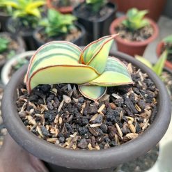 2595. Sanseveria Banana Varigated - Image 3