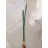 2584. Sanseveria Central Sensation