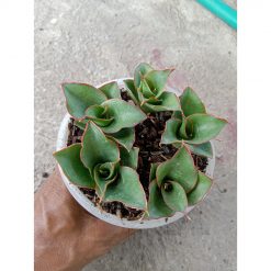 2542. Sanseveria Ghea 5 Pcs