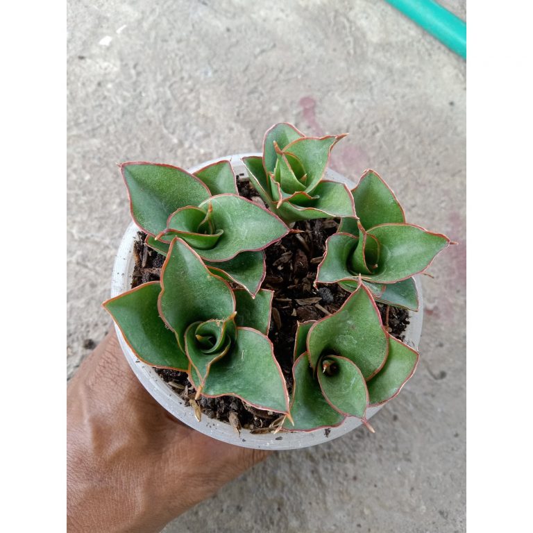 2542. Sanseveria Ghea 5 Pcs