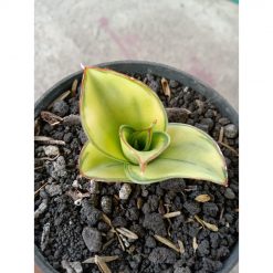 2541. Sanseveria Ghea Varigated