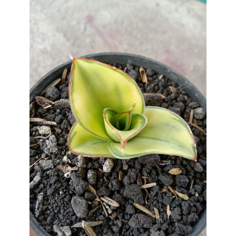 2541. Sanseveria Ghea Varigated