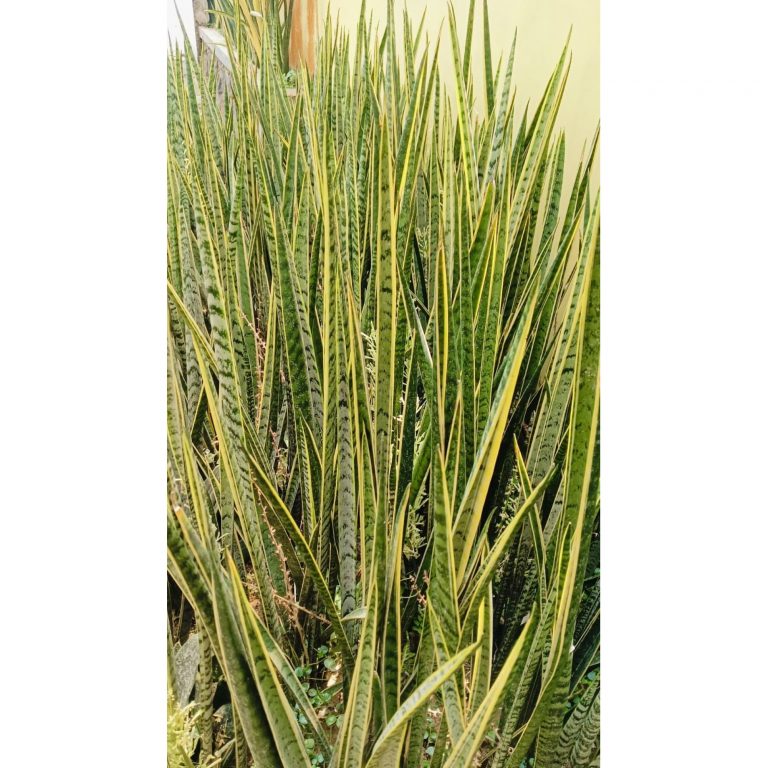 2563. Sanseveria Herminia 10 Pcs