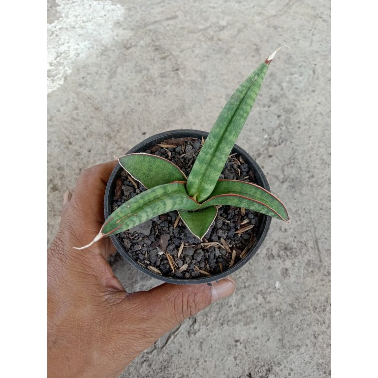 2478. Sanseveria Hybrid Elliensis X Royalcrown
