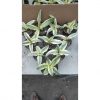 2577. Sanseveria Katana 10 Pcs