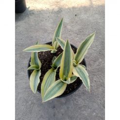 2573. Sanseveria Katana Varigated 5 Pcs
