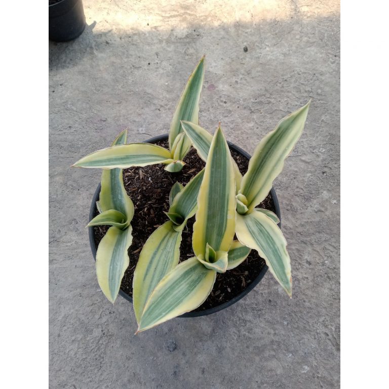 2573. Sanseveria Katana Varigated 5 Pcs