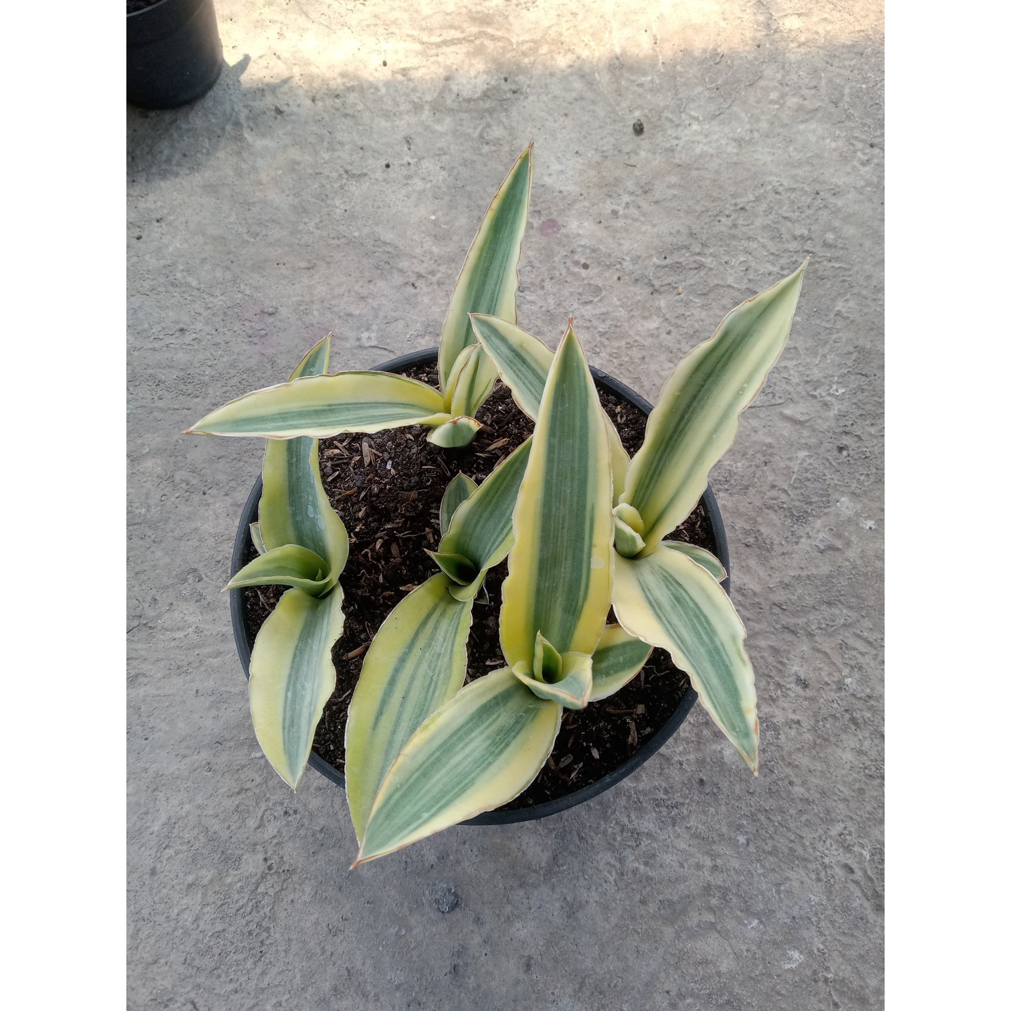 2573. Sanseveria Katana Varigated 5 Pcs