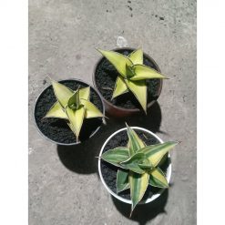 2488. Sanseveria Lavranos Varigated 3 Pcs