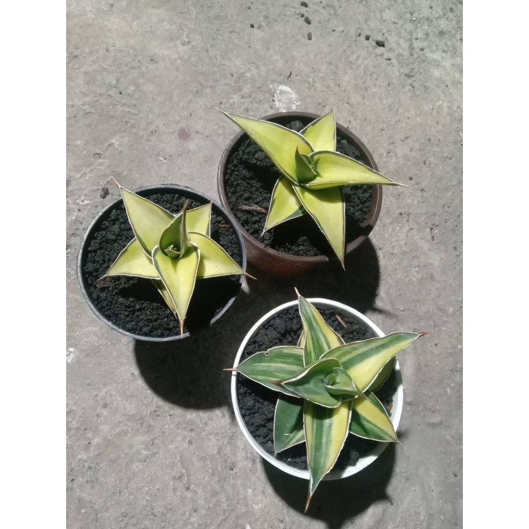2488. Sanseveria Lavranos Varigated 3 Pcs