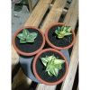 2617. Sanseveria Manja Varigated 3 Pcs