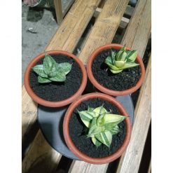 2617. Sanseveria Manja Varigated 3 Pcs