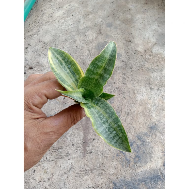 2462. Sanseveria Nalika Varigated