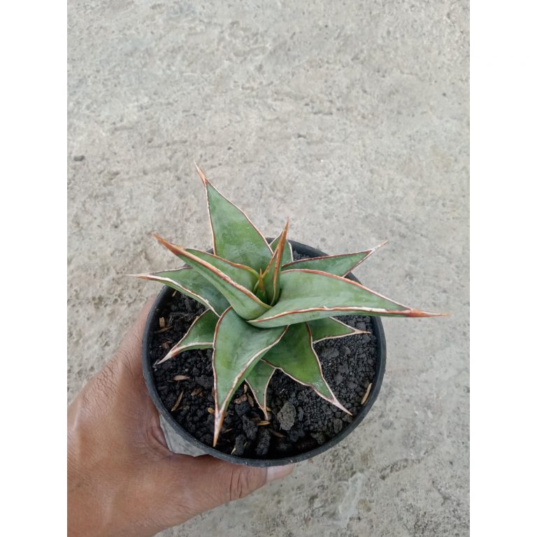 2486. Sanseveria Pinguin Agave