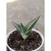 2574. Sanseveria Pinguin Black
