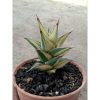 2614. Sanseveria Pinguin Varigated Tower Perform