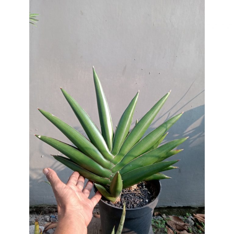 2510. Sanseveria Rajawali