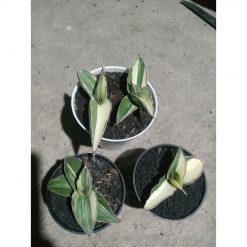 2489. Sanseveria Robusta Draft White Varigated 4 Pcs
