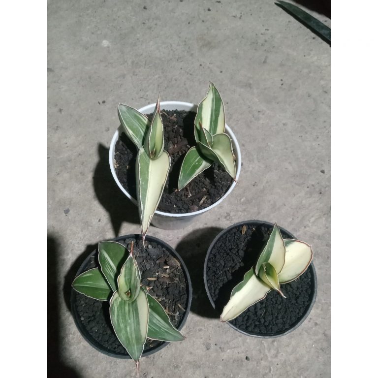2489. Sanseveria Robusta Draft White Varigated 4 Pcs