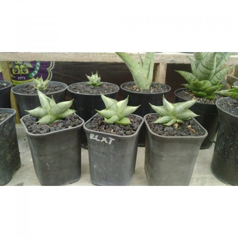 2568. Sanseveria Rocky 3 Pcs