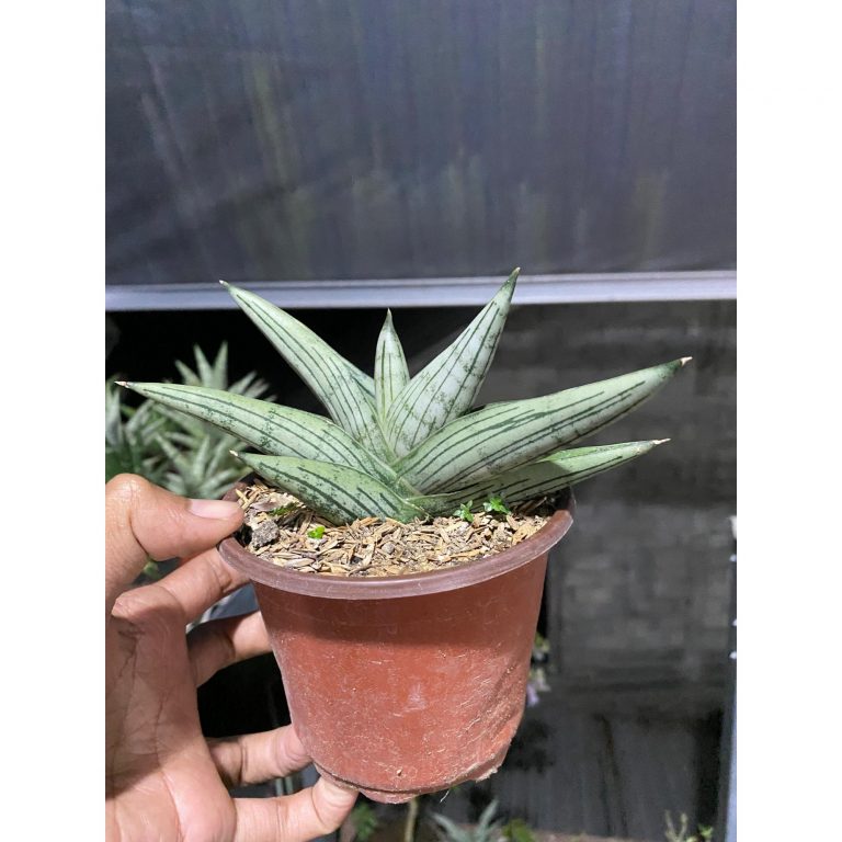 2583. Sanseveria Rocky Medium Size