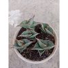 2490. Sanseveria Rorida 5 Pcs On Pot 12cm