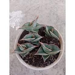 2490. Sanseveria Rorida 5 Pcs On Pot 12cm