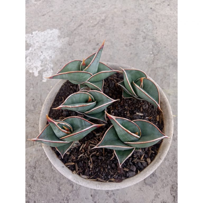 2490. Sanseveria Rorida 5 Pcs On Pot 12cm