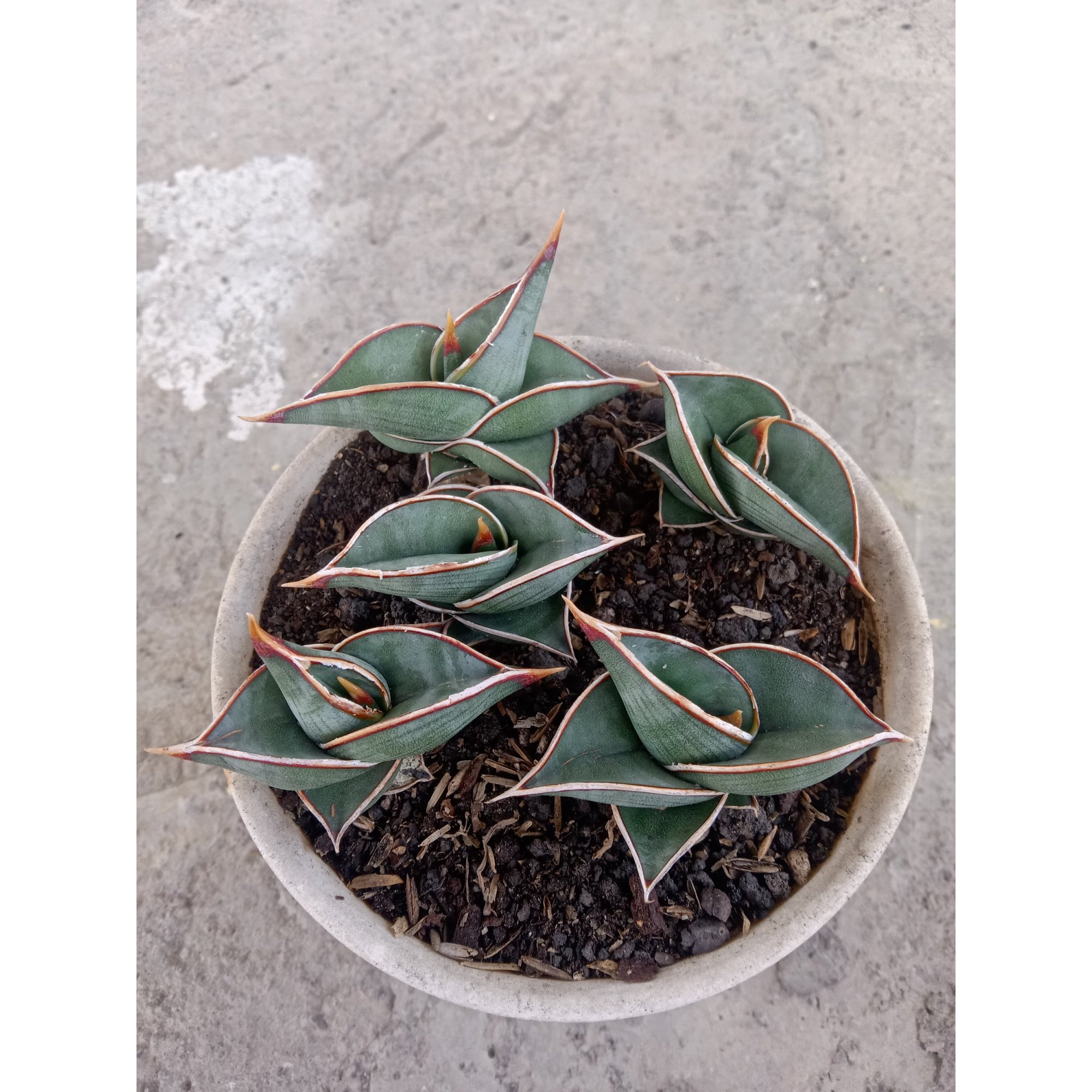 2490. Sanseveria Rorida 5 Pcs On Pot 12cm