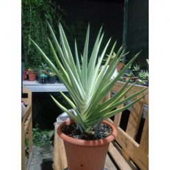 2598. Sanseveria Royal Crown Varigated. Jumbo Size