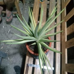 2598. Sanseveria Royal Crown Varigated. Jumbo Size - Image 2