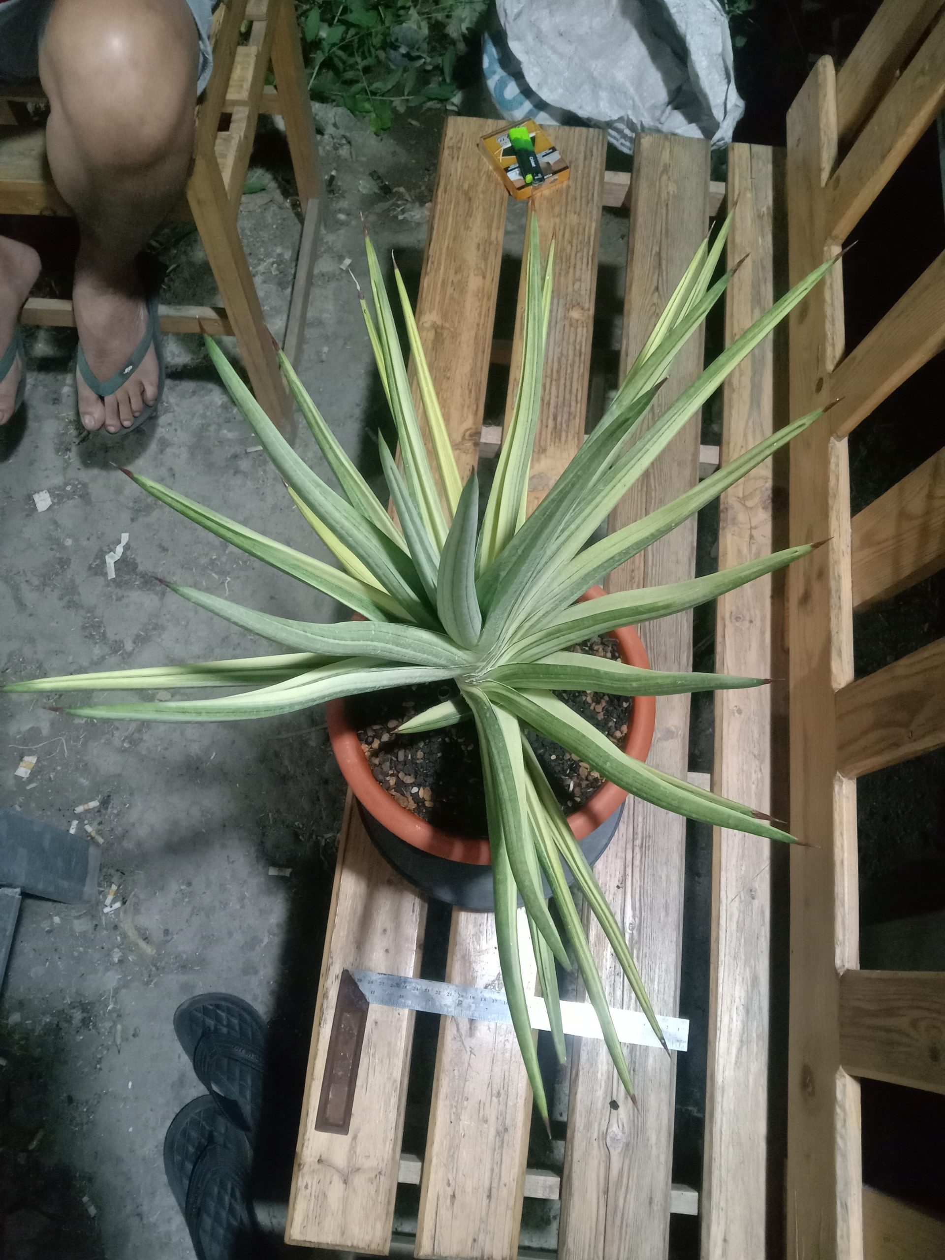 2598. Sanseveria Royal Crown Varigated. Jumbo Size - Image 2