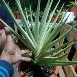 2598. Sanseveria Royal Crown Varigated. Jumbo Size - Image 3