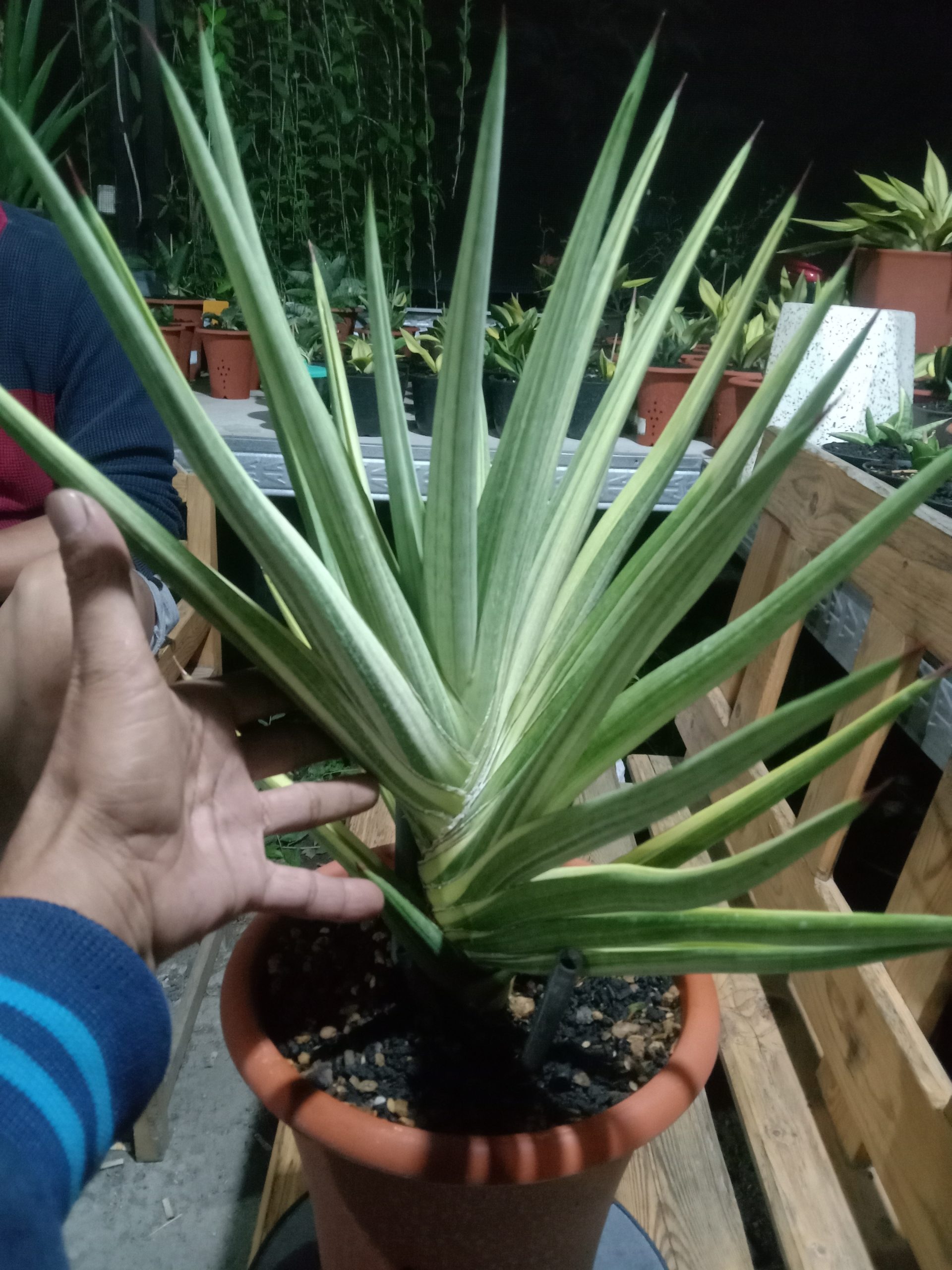 2598. Sanseveria Royal Crown Varigated. Jumbo Size - Image 3