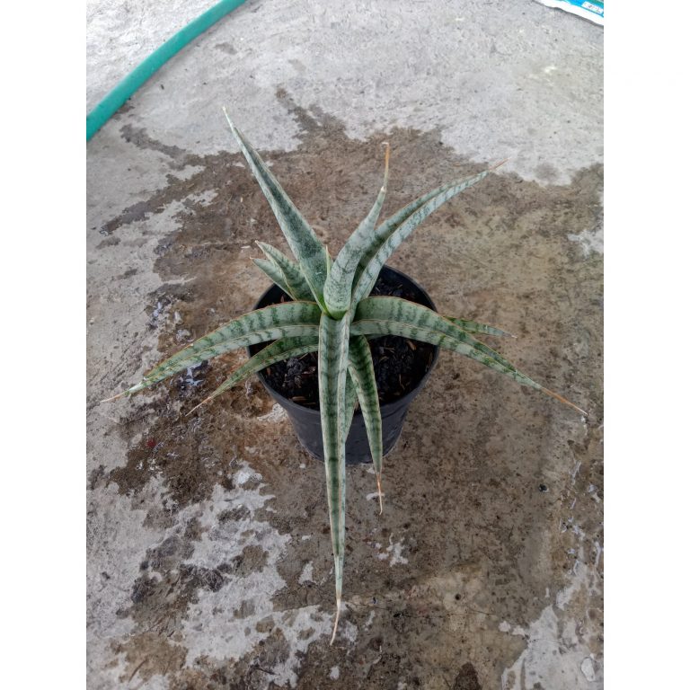 2511. Sanseveria SUPER SEIYA