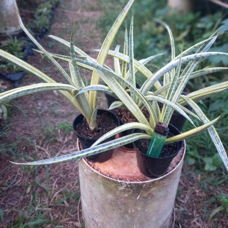 2538. Sanseveria Silver Silk 5 Pcs