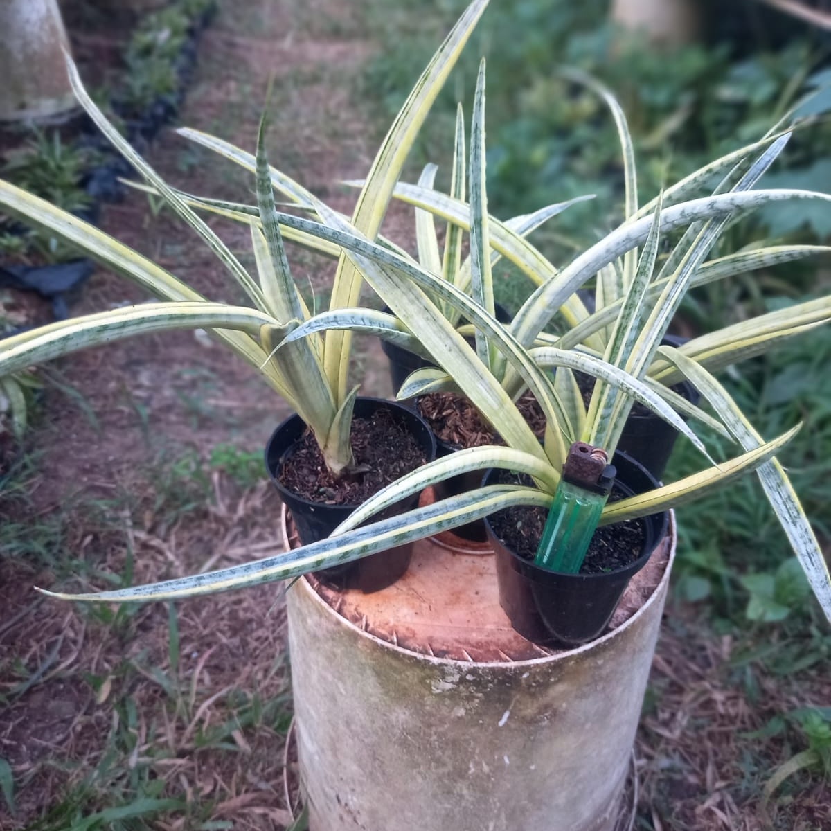 2538. Sanseveria Silver Silk 5 Pcs