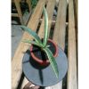2618. Sanseveria Somaliensis Varigated
