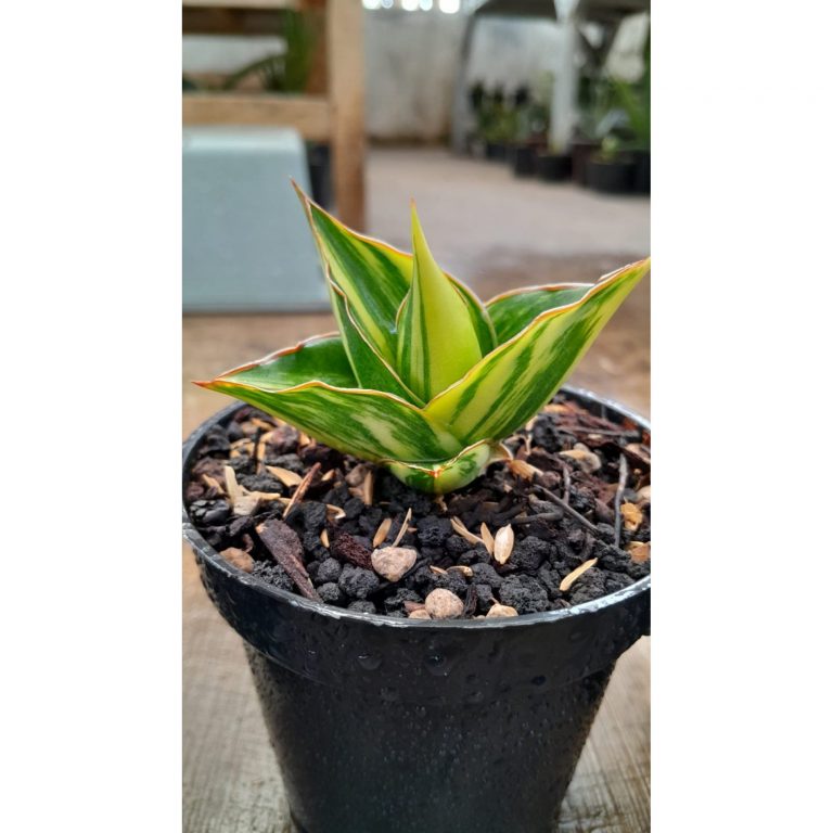 2471. Sanseveria Tower Varigated