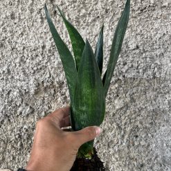 2564. Sansevieria Arrow Green On Green - Image 2