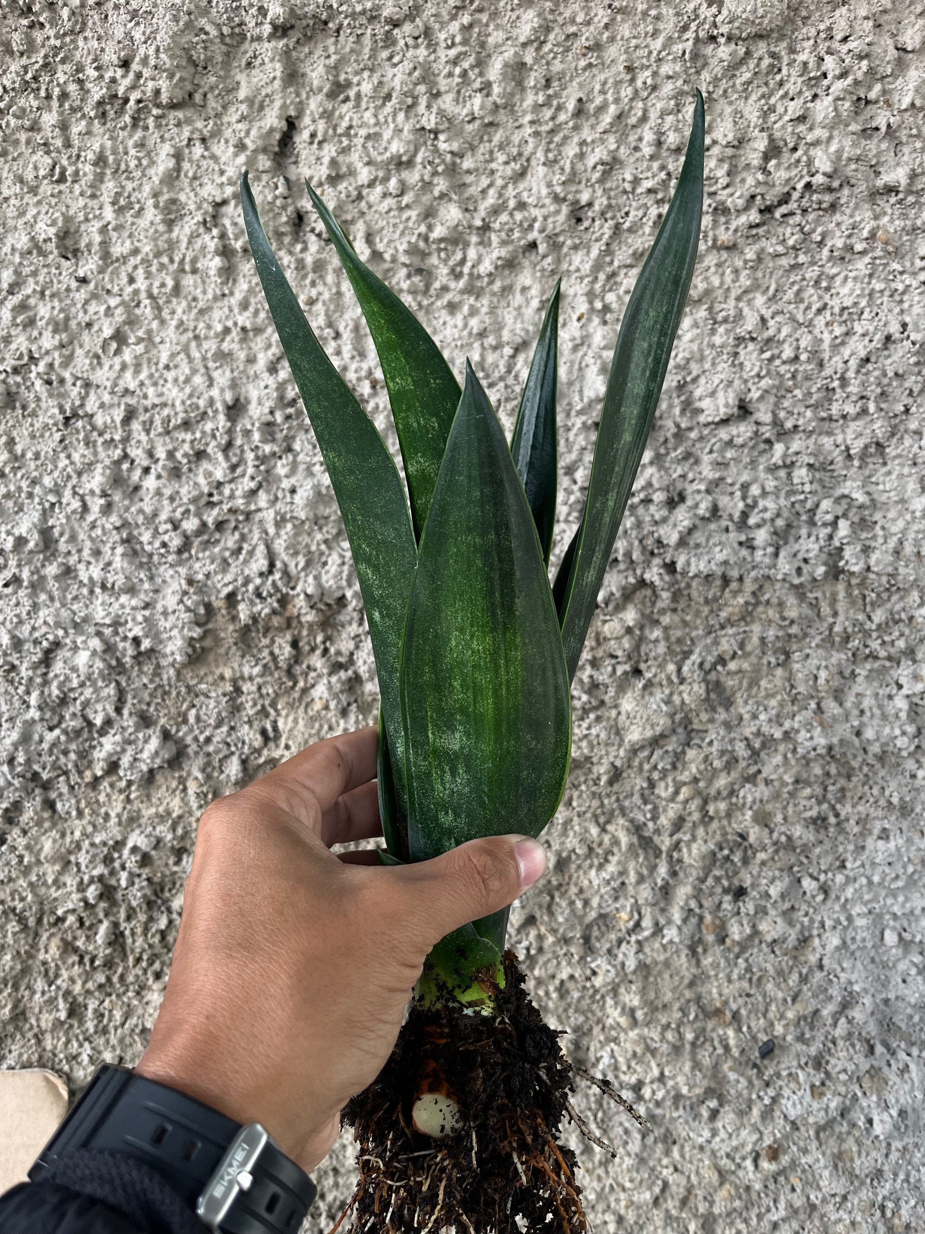 2564. Sansevieria Arrow Green On Green - Image 2
